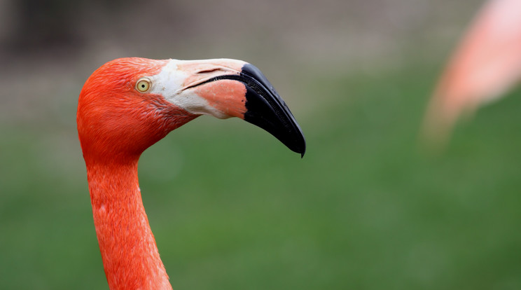 Egy flamingó miatt nem tudott felszállni a repülőgép / Illusztráció: northfoto