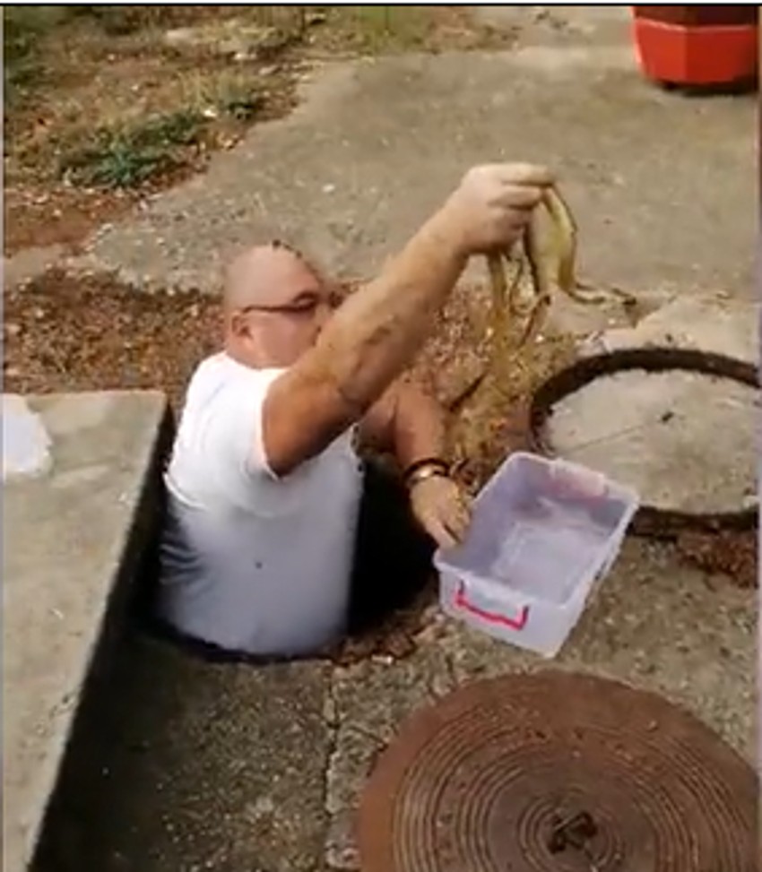 Krotitelj zmija iz Vladičinog Hana