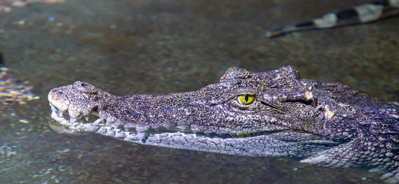 Śmiertelny atak krokodyla. Turysta nie miał żadnych szans