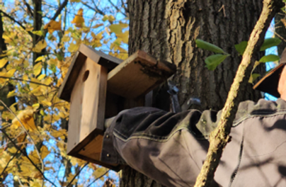 Ptasi porządek, czyli Wrocław szykuje budki lęgowe na nowy sezon