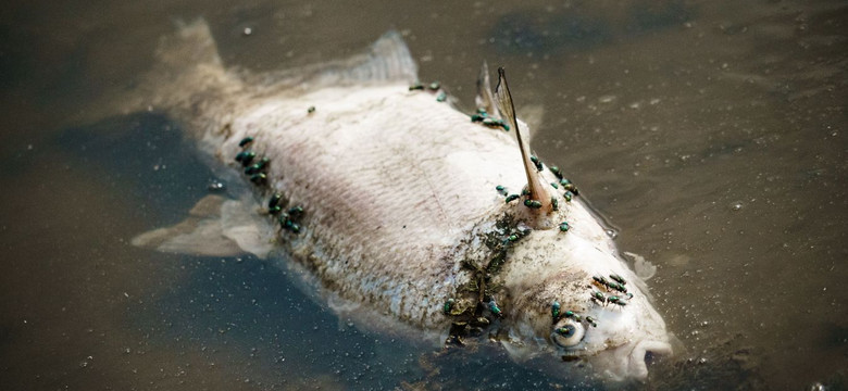 Nie tylko Odra. Wędkarze odkryli setki martwych ryb w kolejnej rzece
