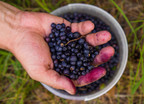 Skarb z lasów! Polskie jagody to jeden z najzdrowszych owoców na świecie