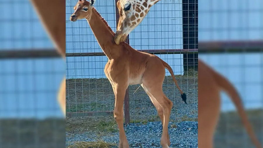 W ogrodzie zoologicznym w USA na świat przyszła żyrafa bez cętek, fot. Brights Zoo