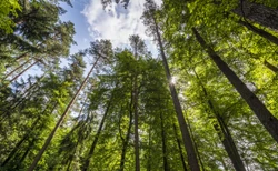 Lasy Państwowe kupują, ale się tym nie chwalą. Mimo że mają taki obowiązek