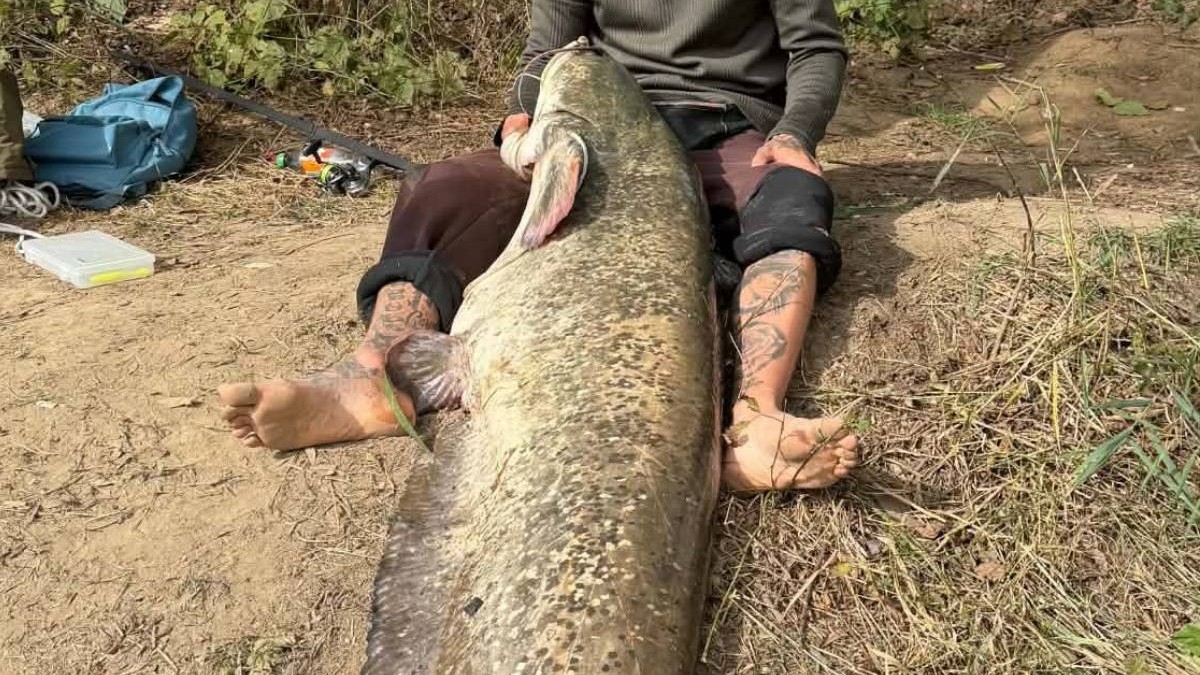 Un somn gigantic, de 2,25 metri și 65 de kilograme, a fost prins pe Someș, la spinning, după 3 ore „de luptă”