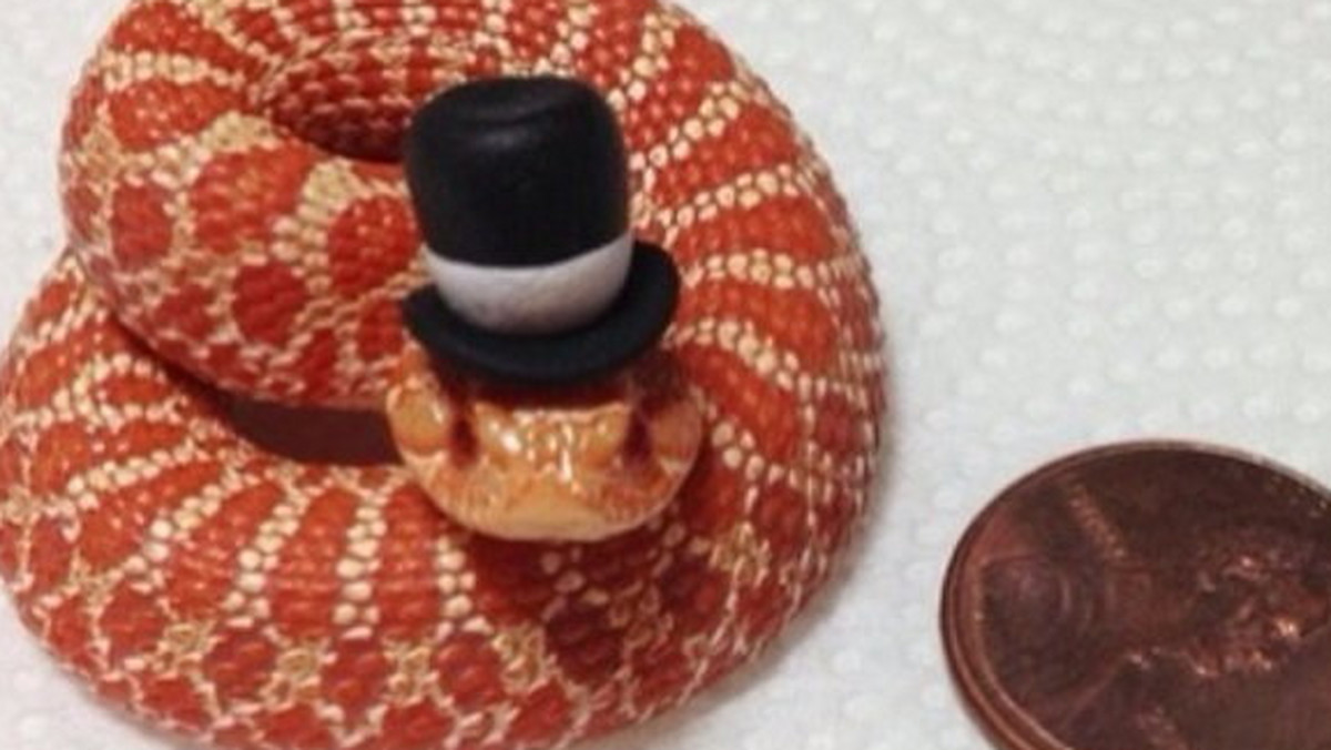 Wąż w kapeluszu