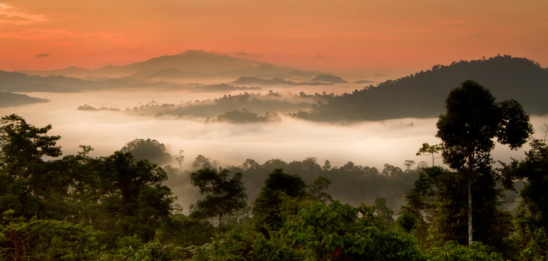 Dolina Danum, prowincja Sabah, Borneo