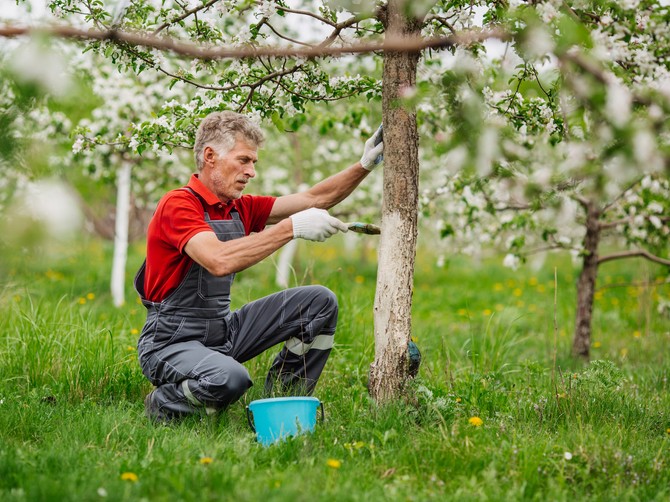 Da li je zaista potrebno krečiti voćke u proleće?