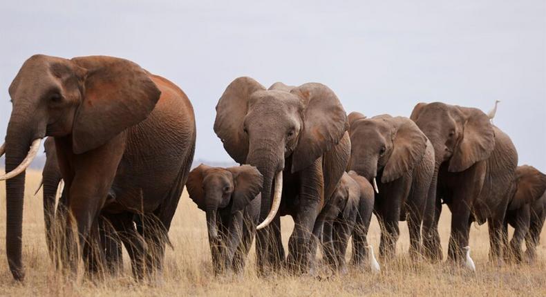 Botswana is home to about 130,000 elephants.