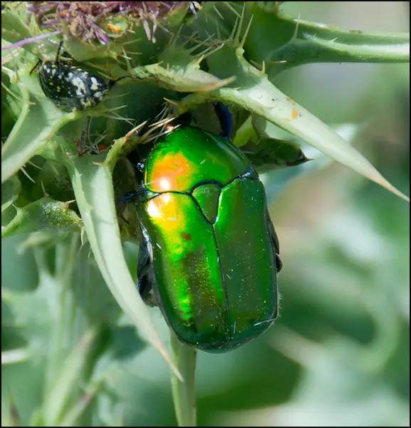 Protaetia cuprea ignicollis