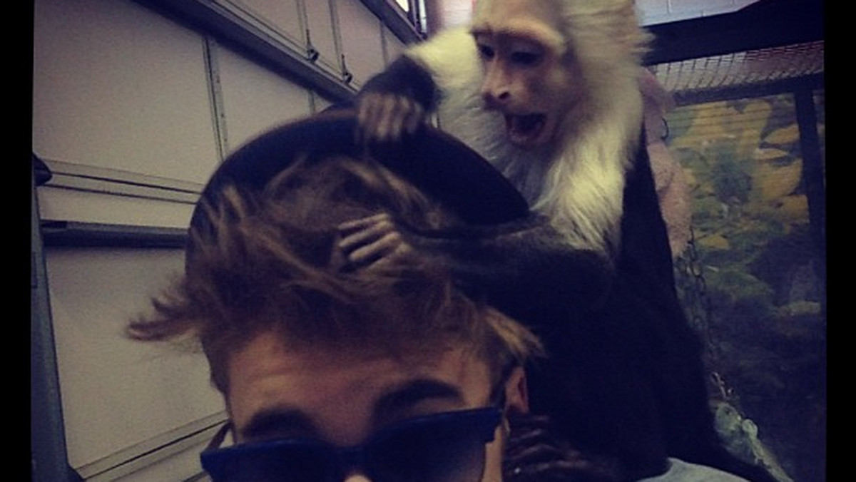 Małpka Biebera została skonfiskowana w zeszłym miesiącu, kiedy gwiazdor odwiedził Niemcy podczas swojej trasy koncertowej. Zwierzątko zostało zatrzymane na lotnisku w Monachium i poddane kwarantannie.