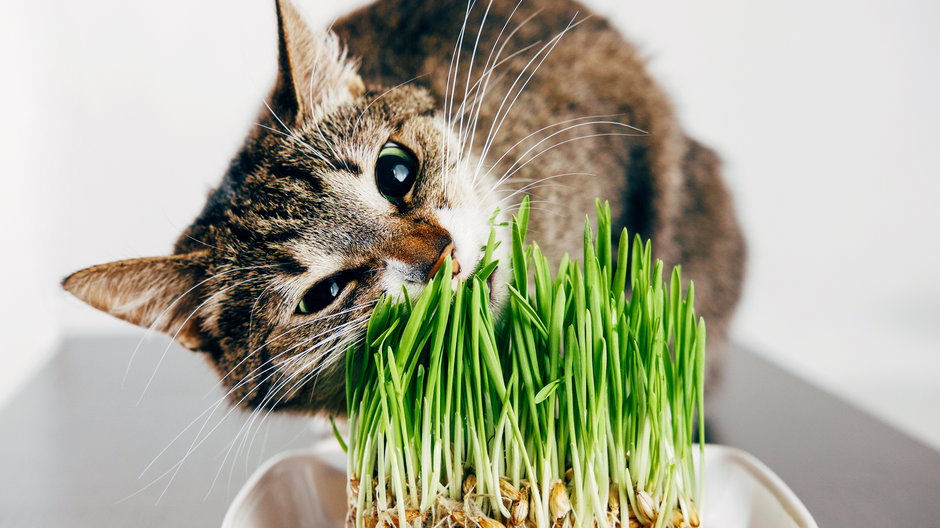 Dlaczego kot zjada trawę? - denisval/stock.adobe.com