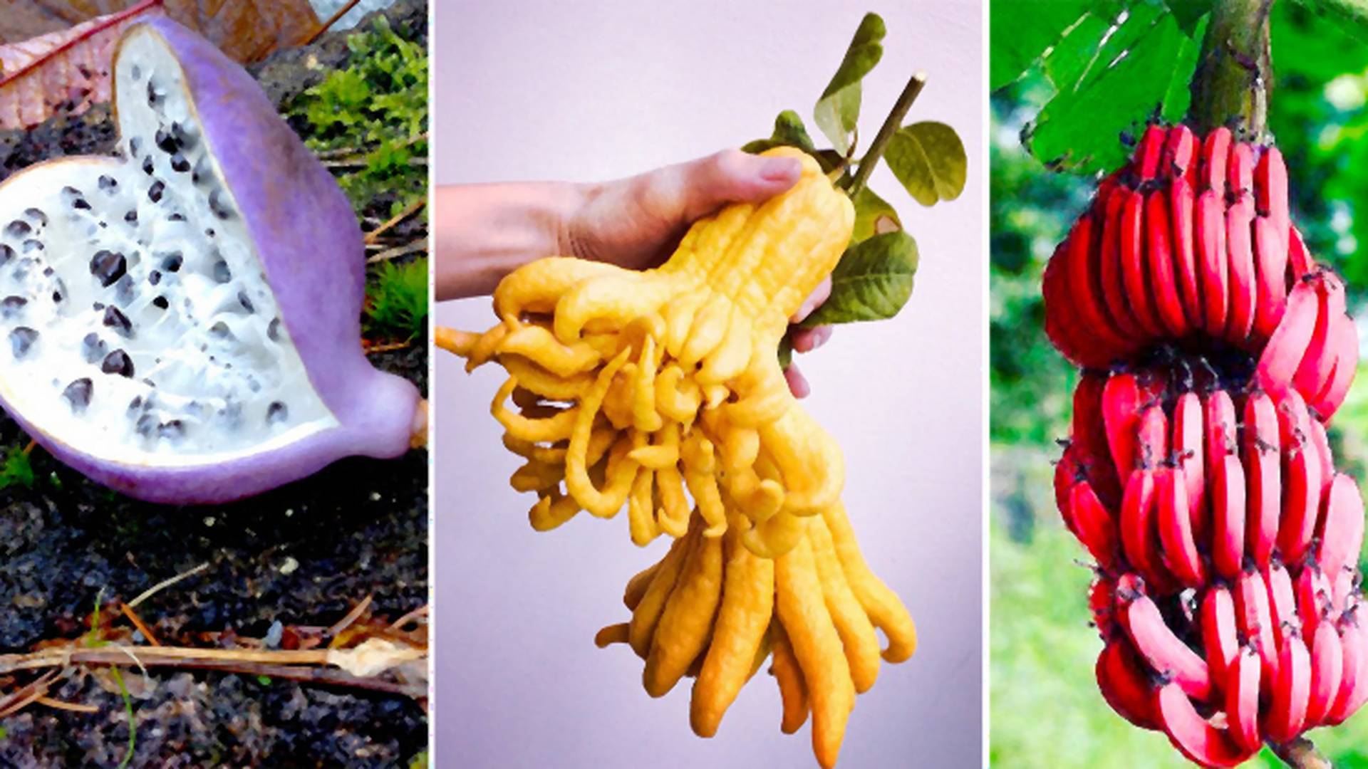 Červené banány či Budhova ruka: Exotické ovocie, o ktorom si možno ešte nepočul
