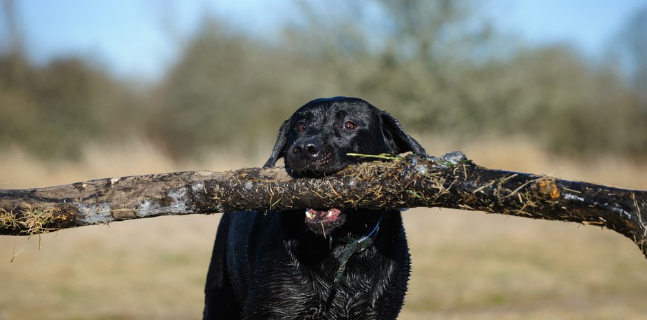 Labrador retriever