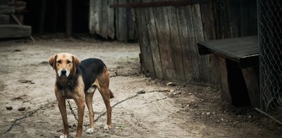 Nie do wiary, czym ludzie karmią psy i koty!