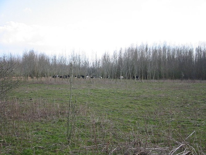 Park wakacyjny Horsterwold w Holandii.