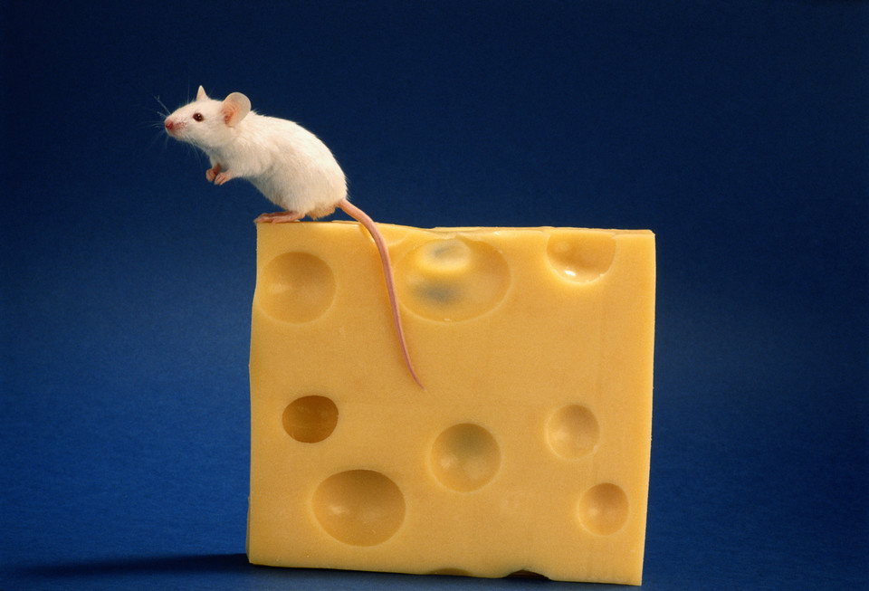 1. Myszy i ser