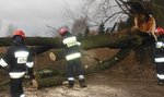 Usuwał powalone drzewo. Potrąciło go auto