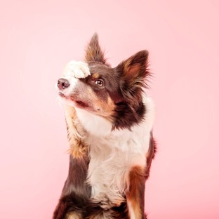 Vajon zavarba jöhetnek a kutyák? Az érzelmi világuk sokkal összetettebb, mint gondolná