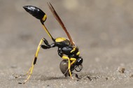 Black and yellow Mud Dauber (Sceliphron caementarium), female collecting mud for nest, Comal County,