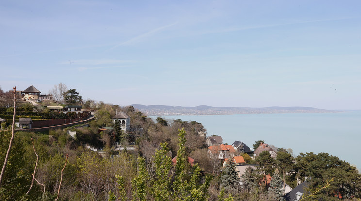 Vandálok rongálták meg a fákat a Balaton partján / Fotó: Pozsonyi Zita