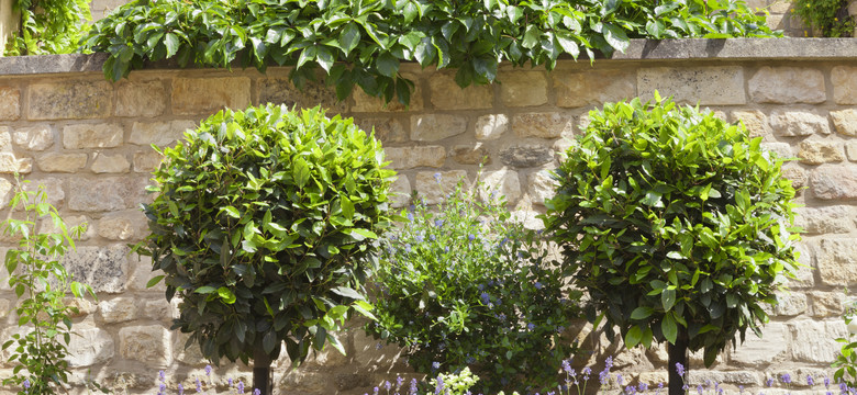 Drzewko laurowe - roślina, która może być uprawiana wyłącznie w warunkach domowych