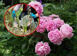 Wymieszaj i podsyp piwonie. Domowa odżywka sprawi, że będę najpiękniejsze w ogrodzie