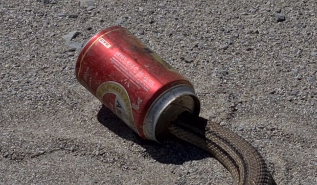 Zmija na plaži na Lefkadi