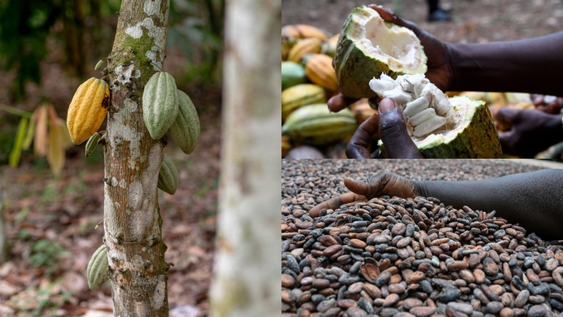 Cocoa pods harvested in Ghana as the government cuts the farmgate price to $3,580 per tonne and unveils a bond-backed financing model to stabilise the sector. [Getty Images]