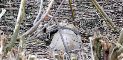 Groza! Ludzki szkielet na polu