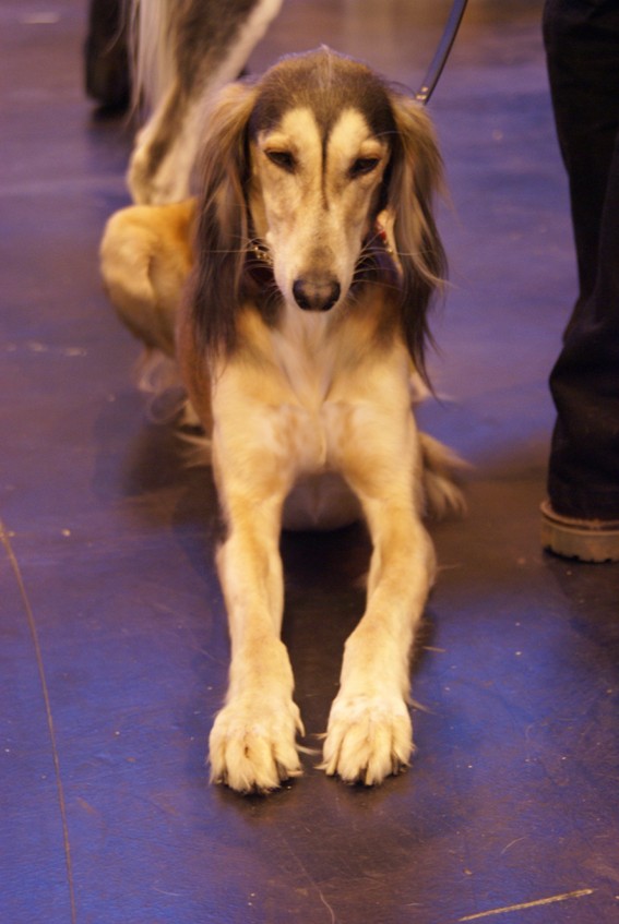 CRUFTS osobliwości