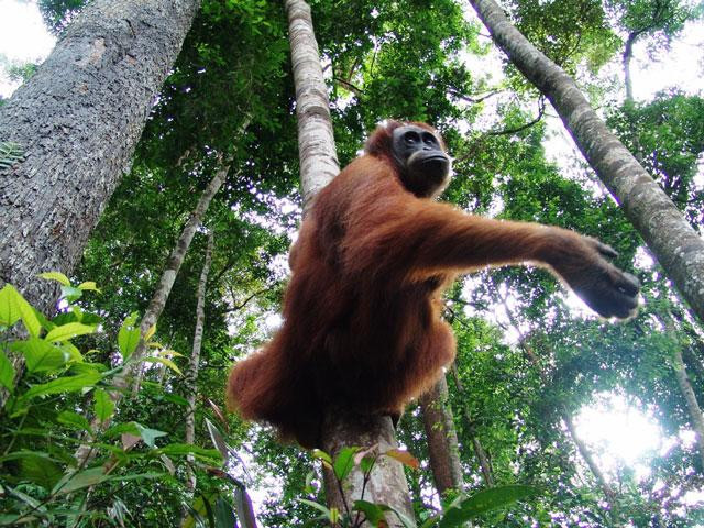 Galeria Indonezja - Orangutany z Sumatry, obrazek 11