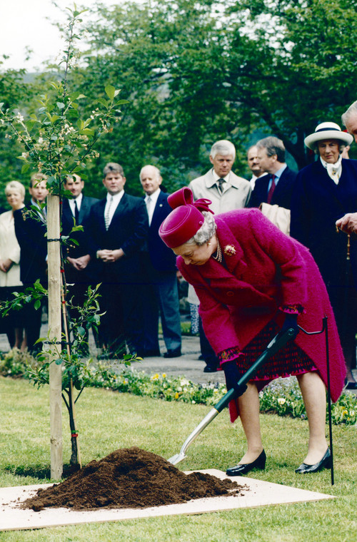 Królowa Elżbieta II sadzi drzewo w Walii (1997 r.)