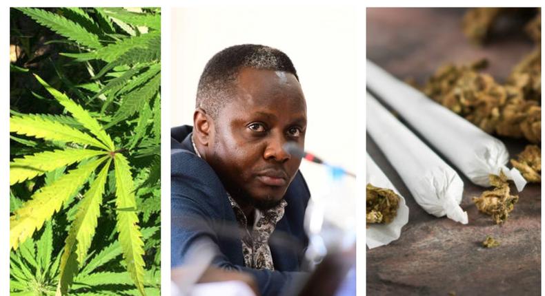 MP Hilderman wants government to allow smallholder farming of marijuana in his constituency