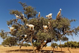 Argan trees and the goats on the way between Marrakesh and Essaouira in Morocco.Argan Oil is produce