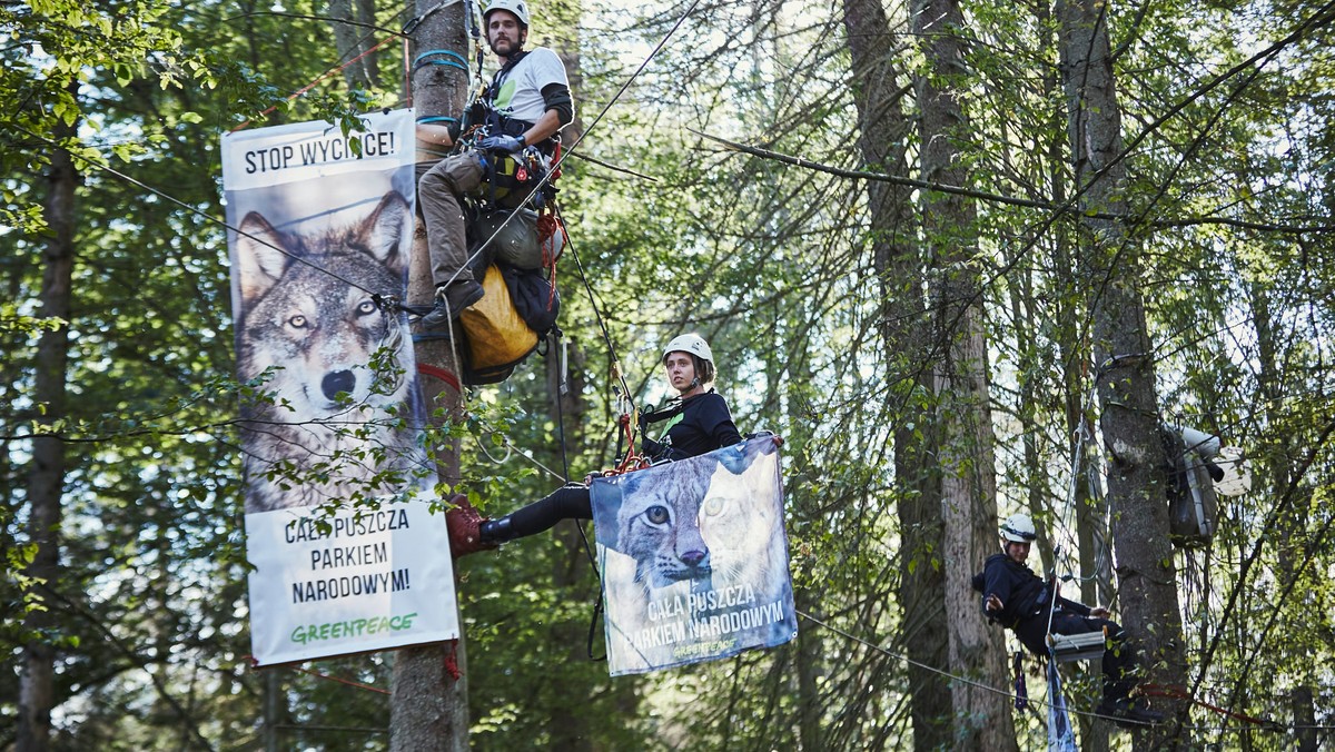 Trwa protest ekologów w Puszczy Białowieskiej. Jego uczestnicy już ponad pięćdziesiąt godzin przebywają w Nadleśnictwie Białowieża, w okolicy miejscowości Teremiski. Akcja rozpoczęła się od blokady maszyn. Teraz aktywiści pilnują drzewa, aby nie zostało wywiezione z lasu.