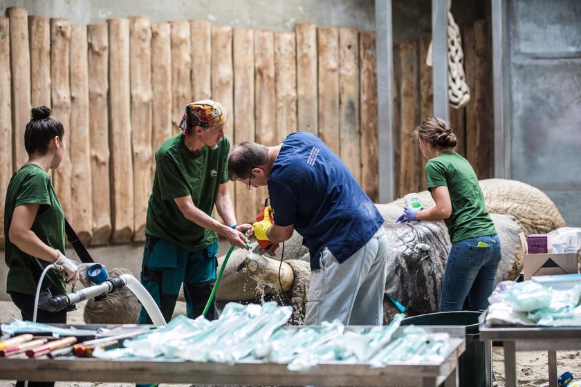 Poznań: operacja słonia Ninio w zoo. Usunięto mu cios