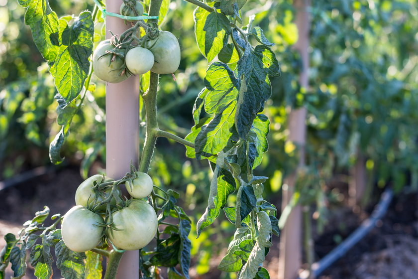 Odżywka do korzeni pomidorów sprawi, że krzaki szybko odżyją.