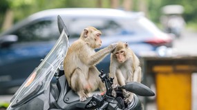 Od żaby do wieloryba. Trudny QUIZ dla fanów zwierząt. Odpowiesz na połowę pytań?