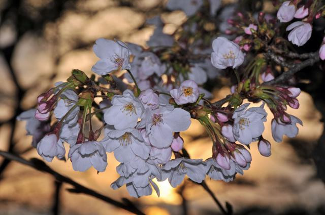 Galeria Japonia - w Kraju Kwitnącej Wiśni, obrazek 10