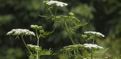 Uwaga! Te cztery rośliny mogą cię zabić. Występują w Polsce!