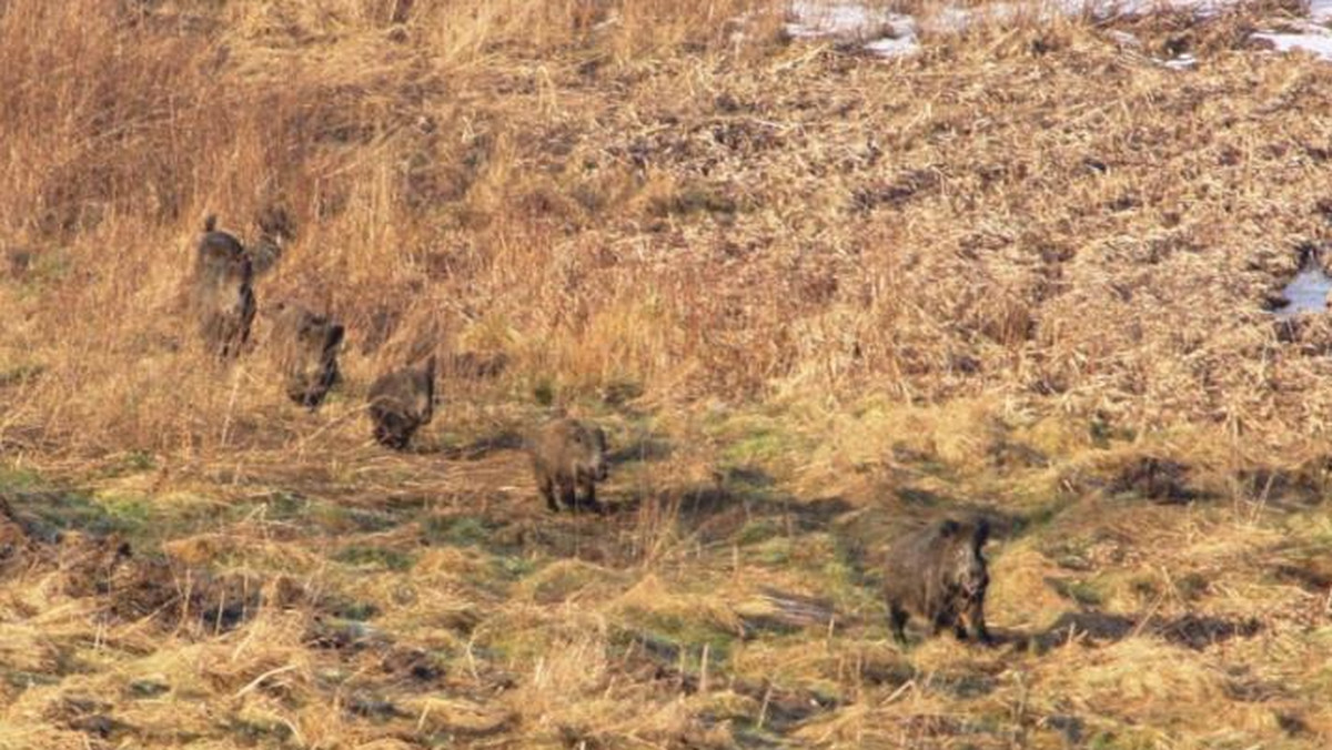 Na terenie Regionalnej Dyrekcji Lasów Państwowych w Olsztynie zostanie przeprowadzona inwentaryzacja dzików. Liczenie zwierząt rozpocznie się w piątek. Przyrodnicy zapraszają wszystkich chętnych do włączenia się w to niecodzienne wydarzenie.