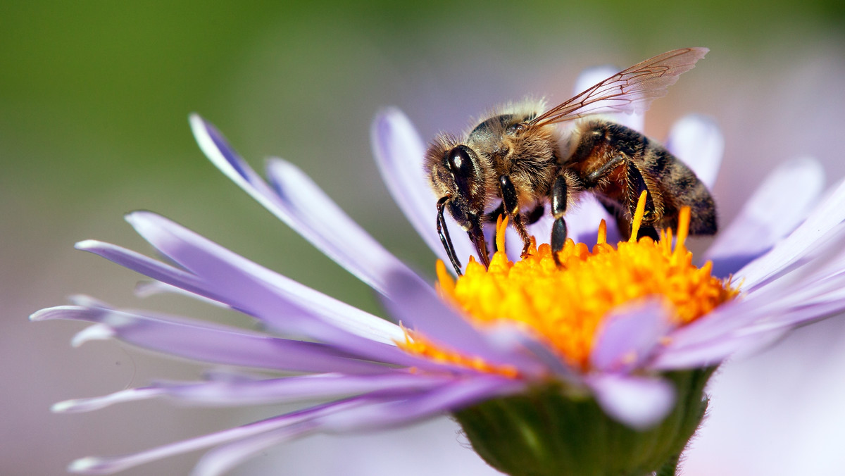 Użądliła cię osa lub pszczoła? Nie używaj wapnia. To może zaszkodzić