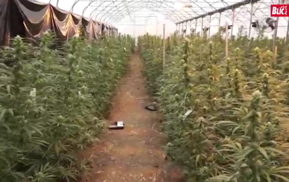 Marihuana zaplenjena u "Jovanjici"