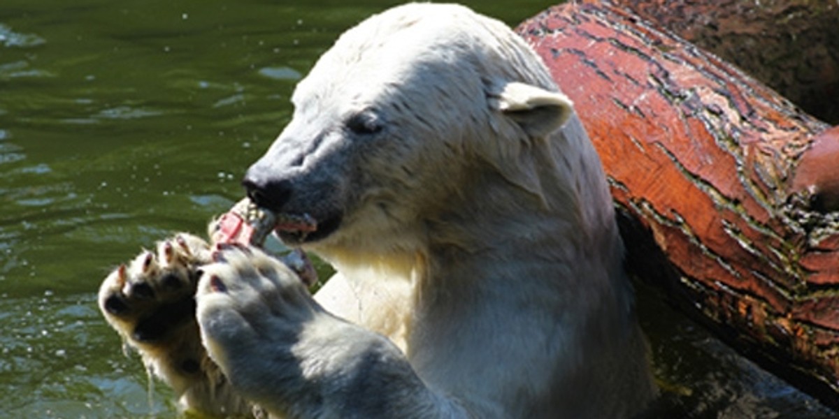 Niedźwiedzie polarne