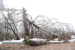 Smoleńska brzoza niechętnie odkrywa swoje tajemnice