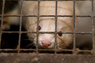Ostatnia prosta do pustych klatek? Sejm o hodowli zwierząt futerkowych