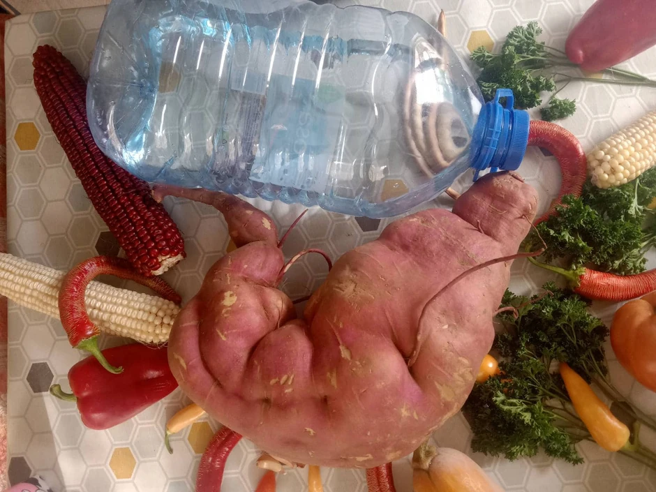 Krompir veći i od balona za vodu