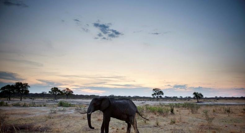 Zimbabwe is to transfer fifty elephants to Mozambique