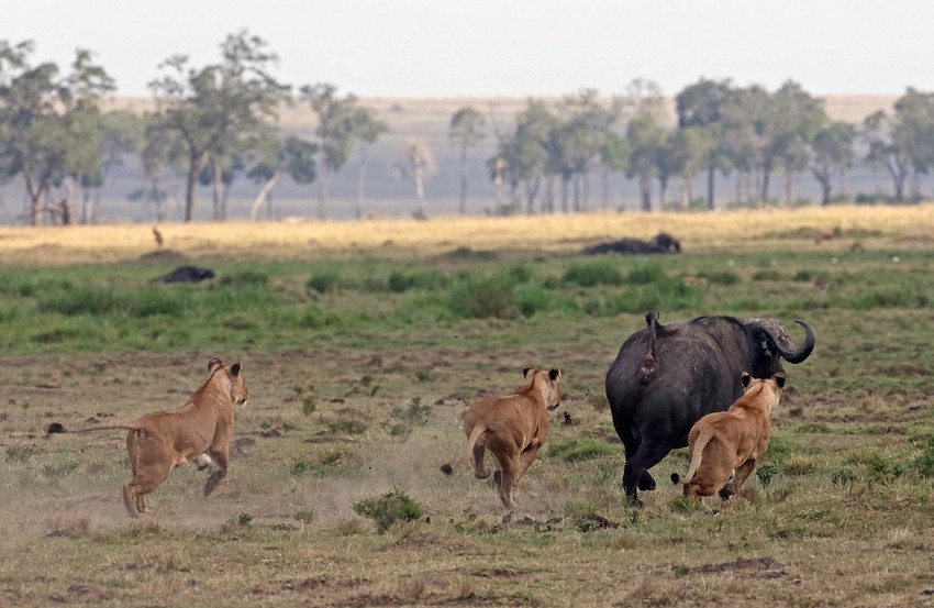 Prvi juriš na bivola